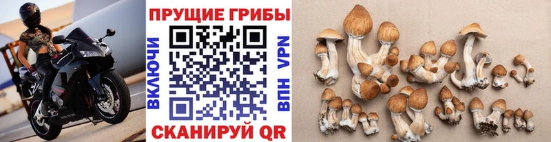 Галлюциногенные грибы прущие грибы  Ухта 